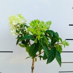 Hortenzia metlinatá (Hydrangea paniculata) ´GROUNDBREAKER® BLUSH´ by LIVING CREATIONS®´ - výška 60-70 cm, kont. C3L - NA KMIENKU
